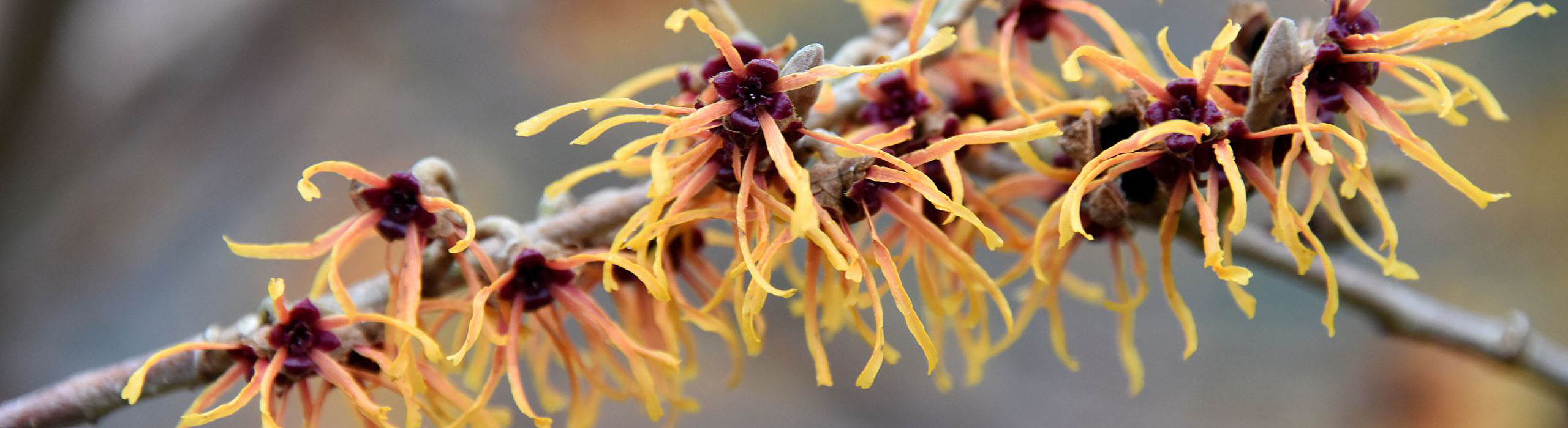 Vinterblomstrende bed