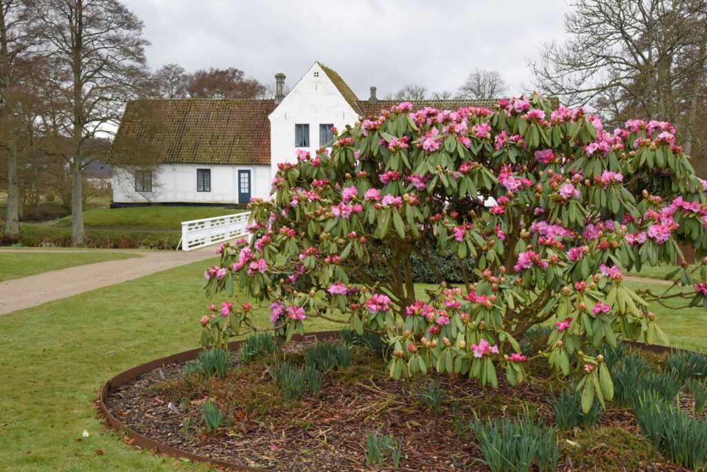 Stor lyserød rhododendron foran det hvide hus i Parken