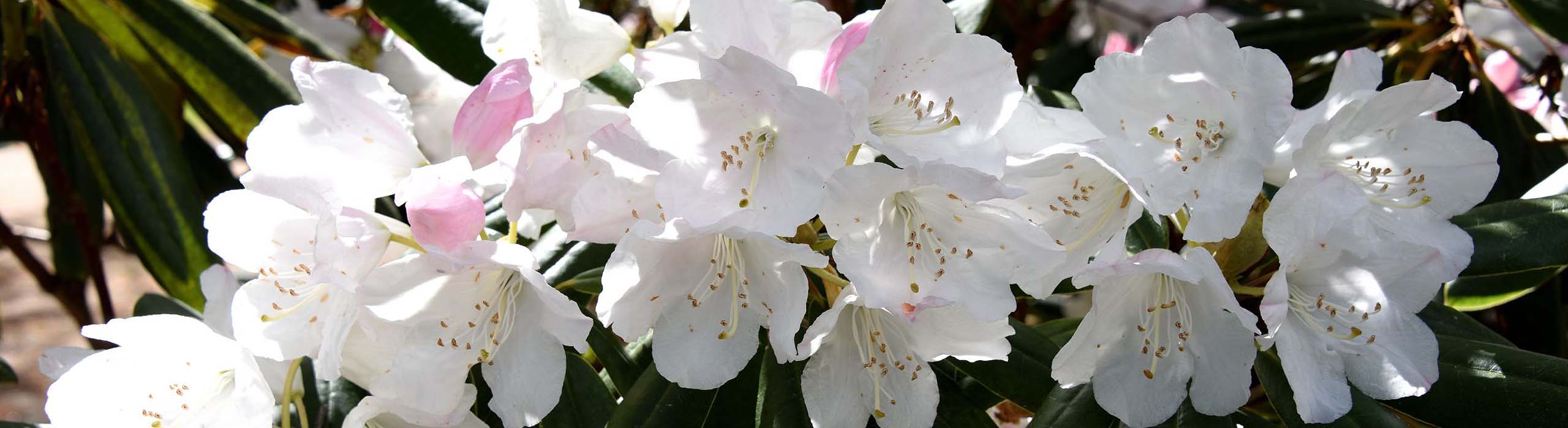 Rododendrondalen