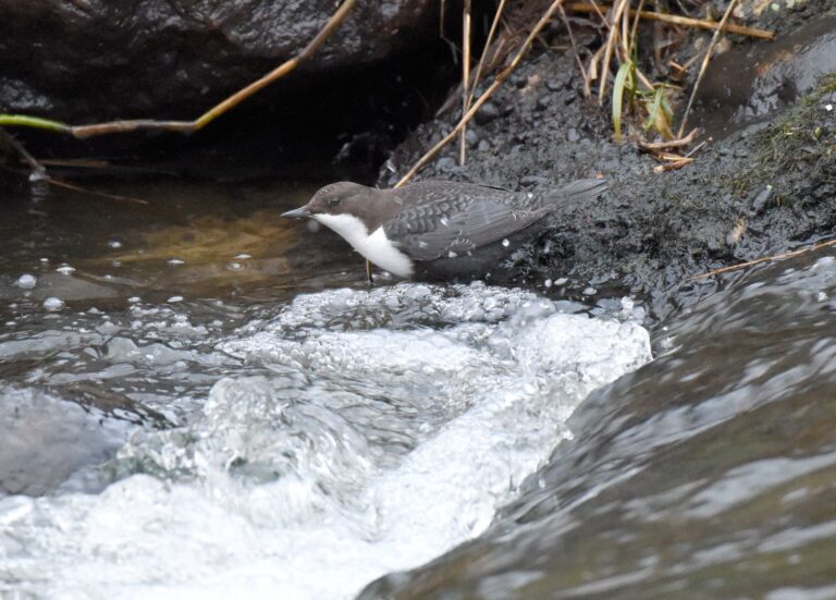 Vandstær – Cinclus cinclus