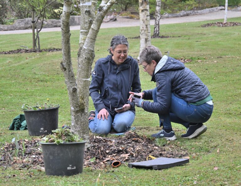 To frivillige bestemmer planter i Birkelunden